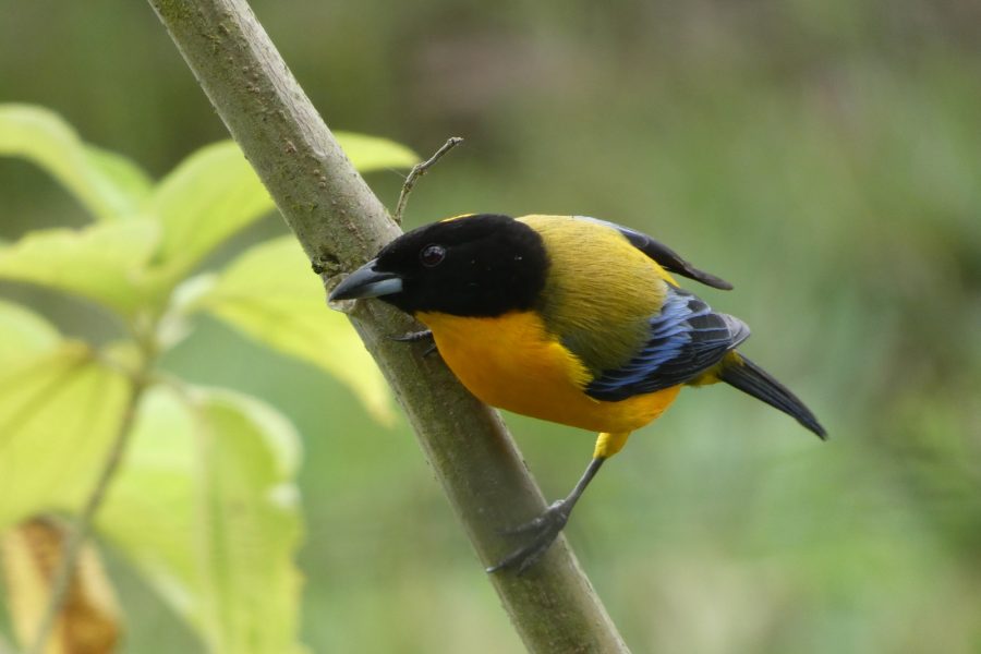 chinese tanager