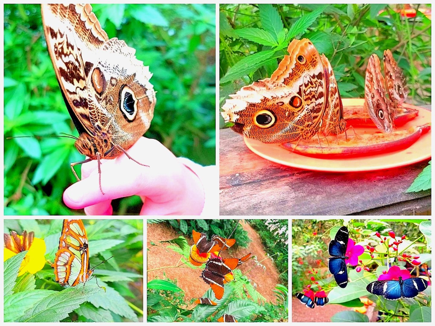 mariposario