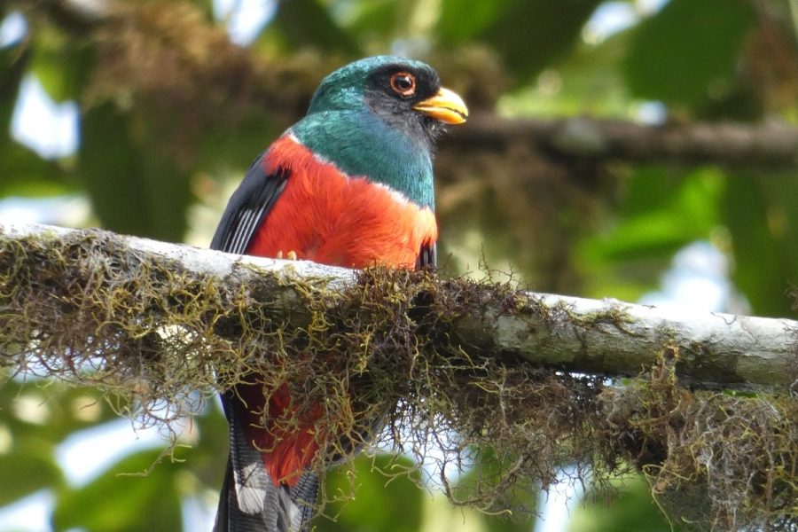 mask trogon